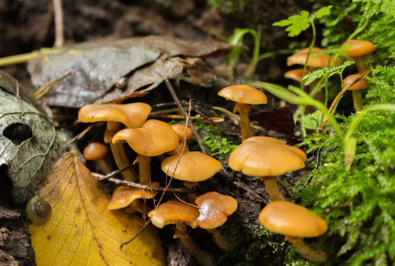 deadly galerina