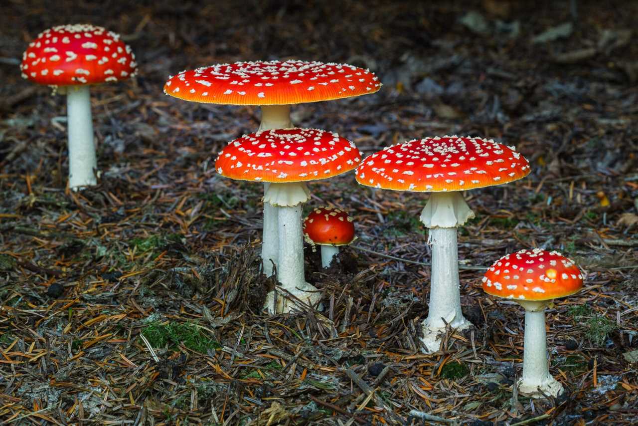 5 Poisonous Mushrooms You Should Learn To Identify 8931