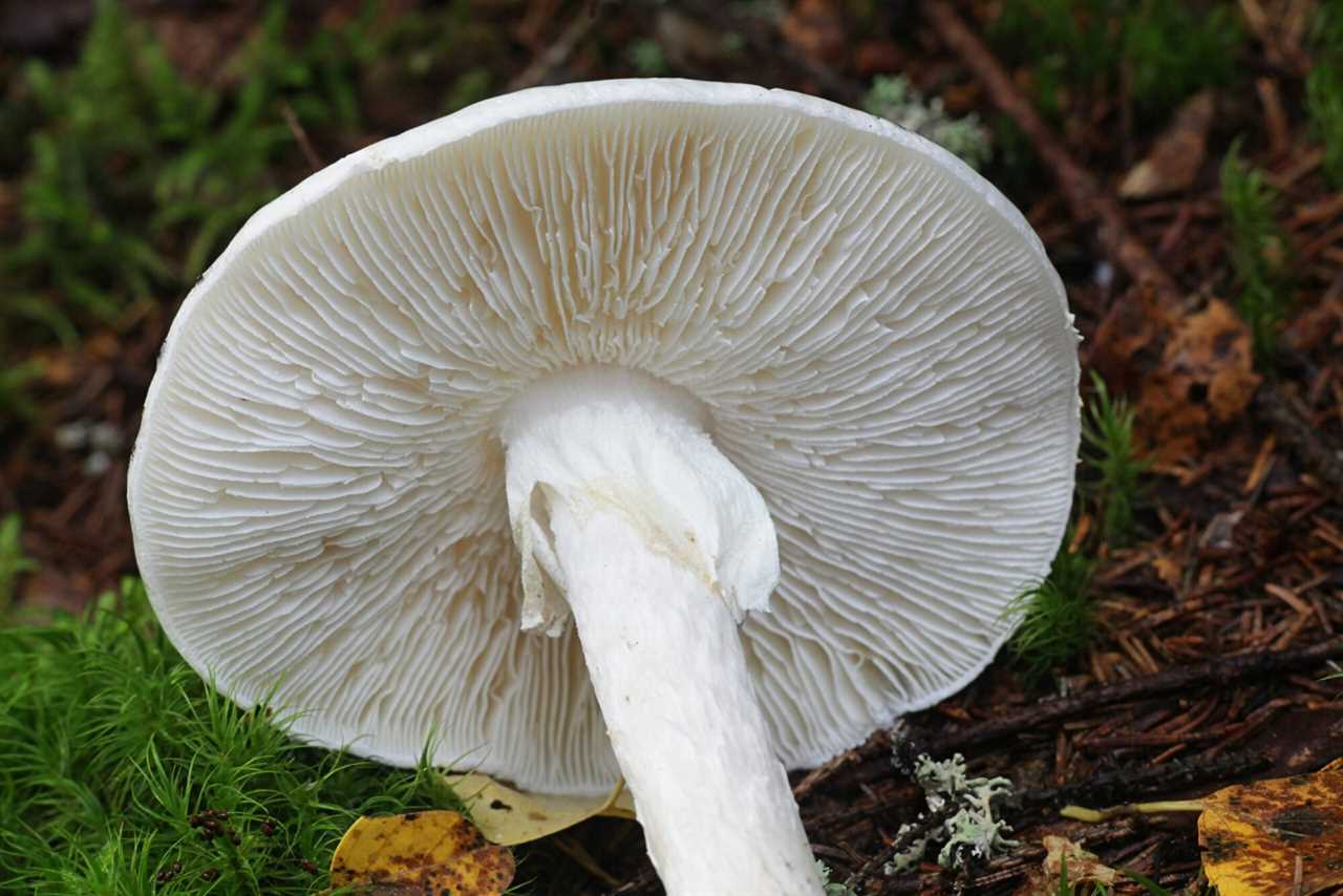 destroying angel gills