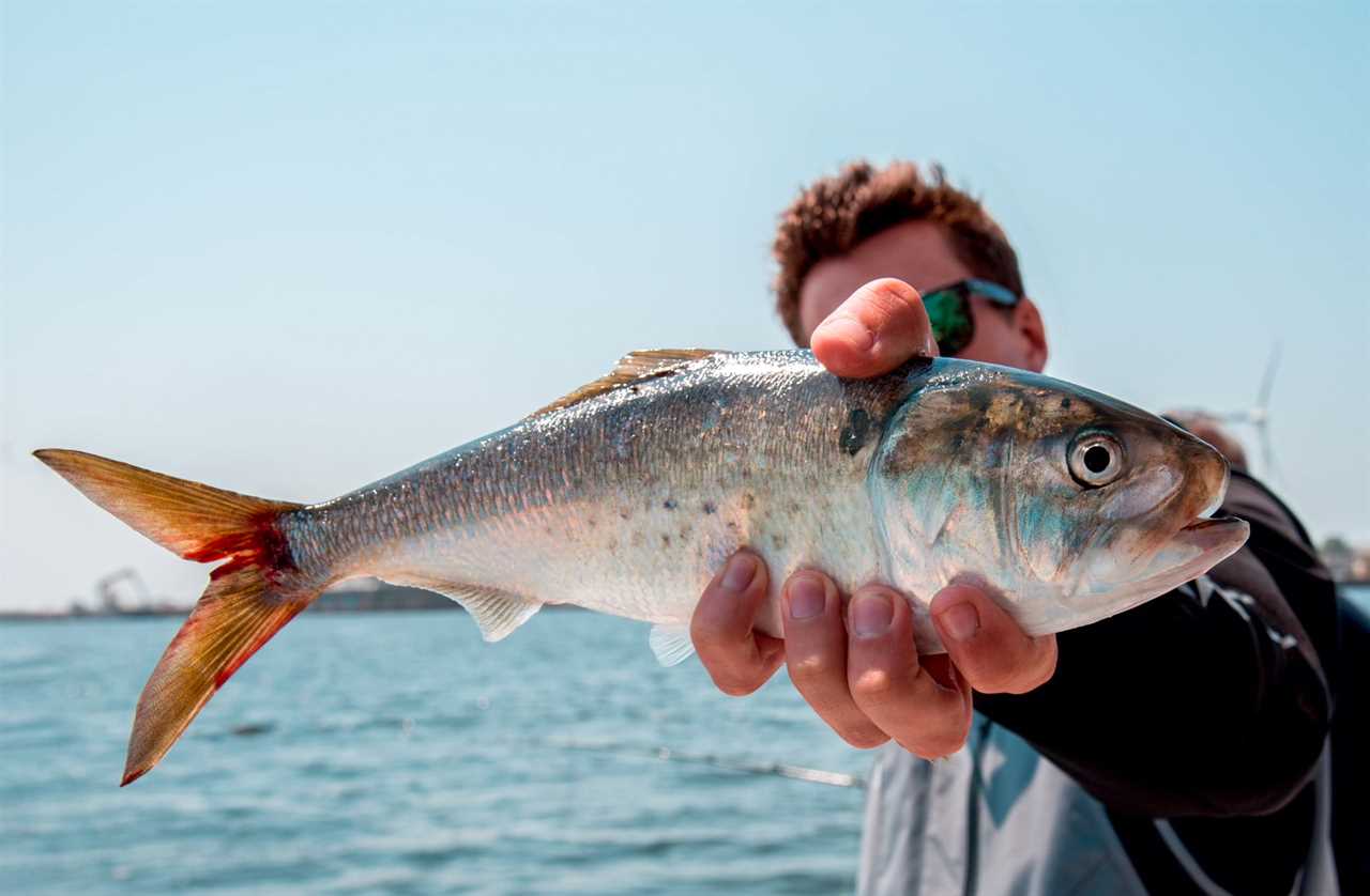 An angler holds a fat bunker.