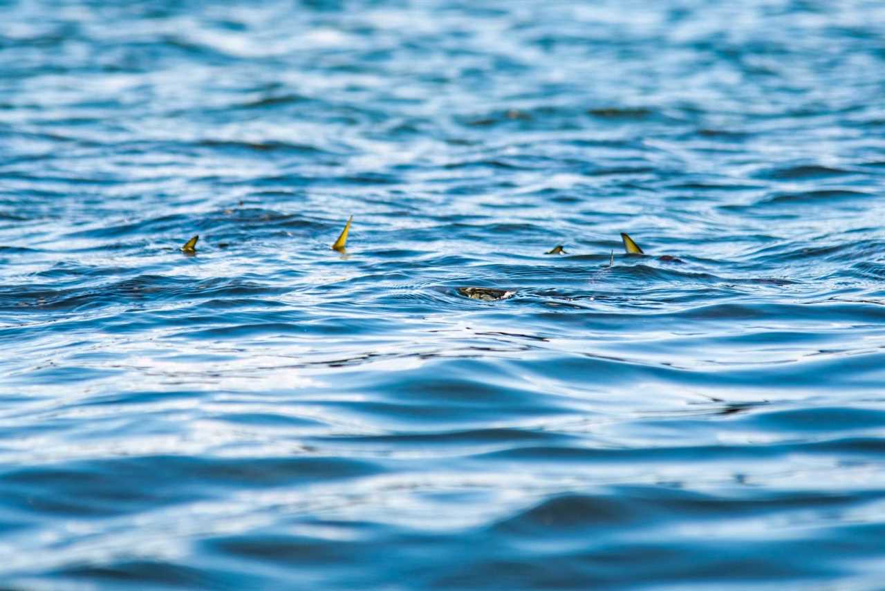 Fins of a school of bunker, the favorite bait fish of striped bass.