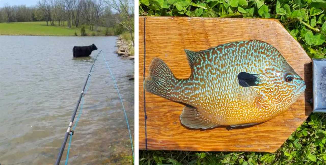 a cow in a pond farm beside the state record sunfish