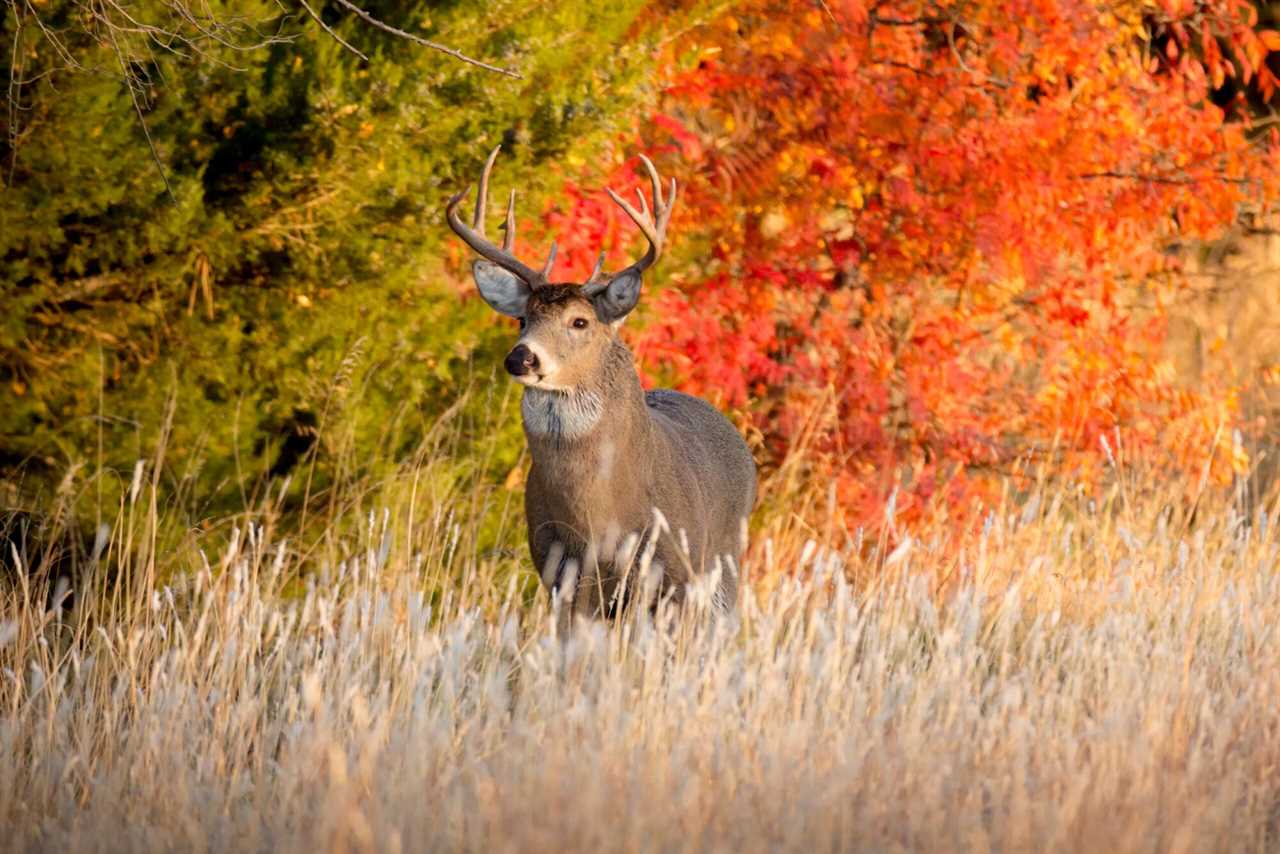 Kansas whitetail buck