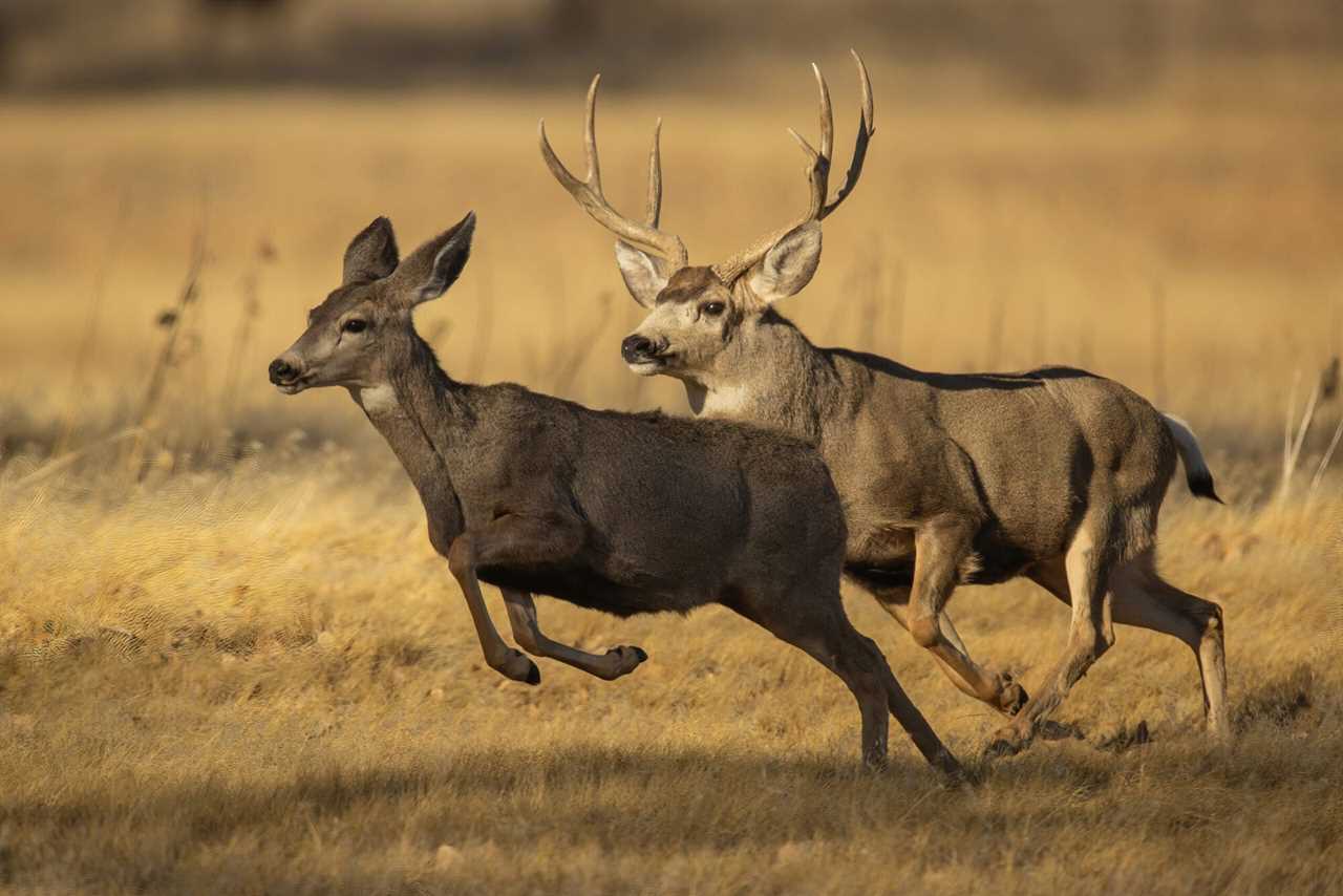 mule deer buck utah