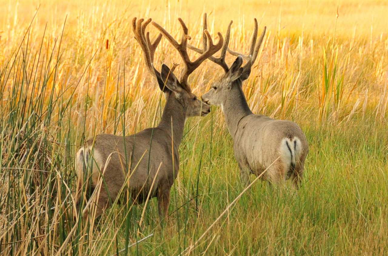 mule deer tags wyoming