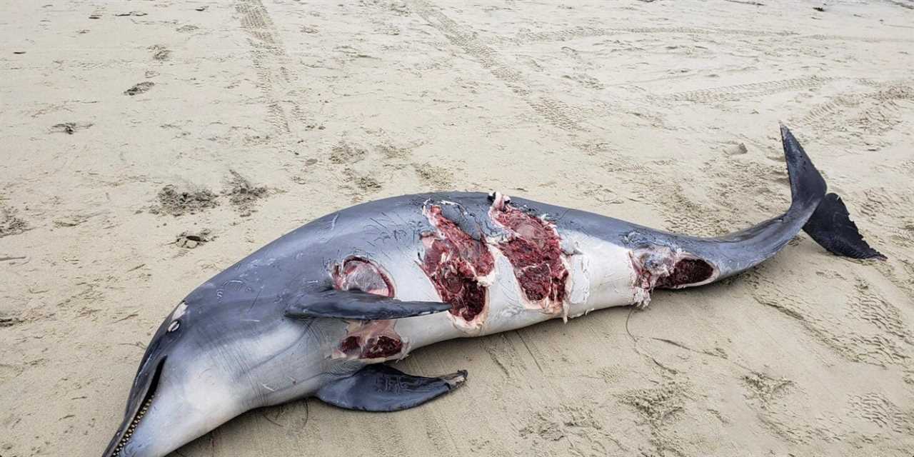 video great white sharks eat dolphin