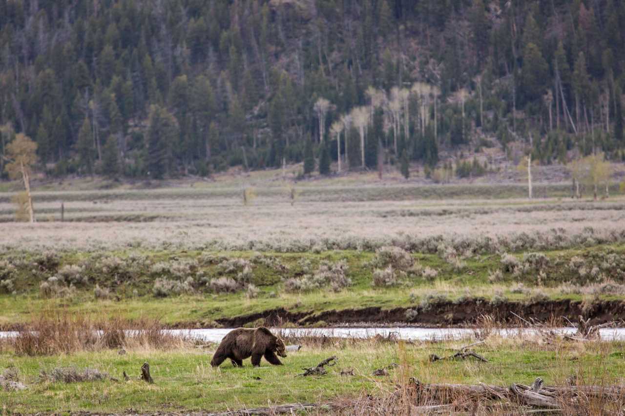 grizzly bear killed in montana