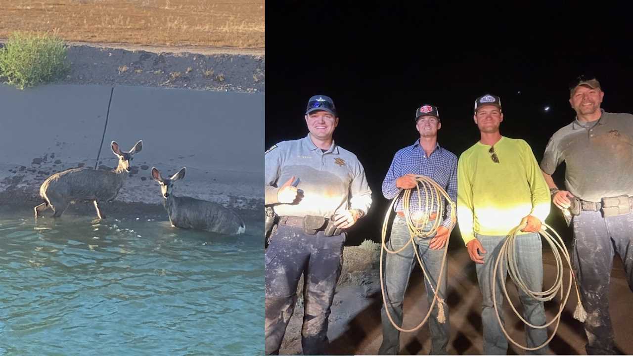 cowboys rope mule deer from canal