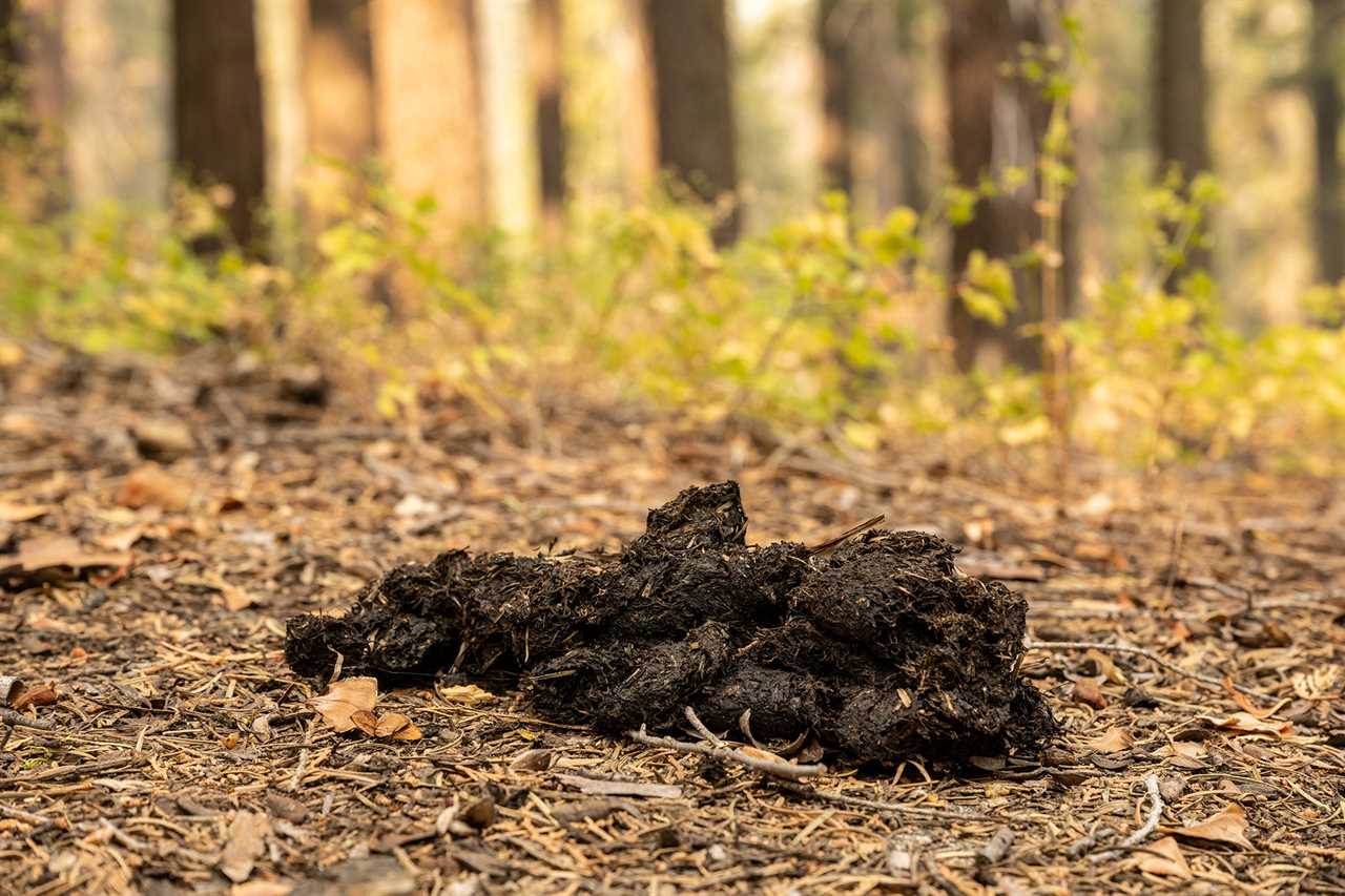 bear scat identification