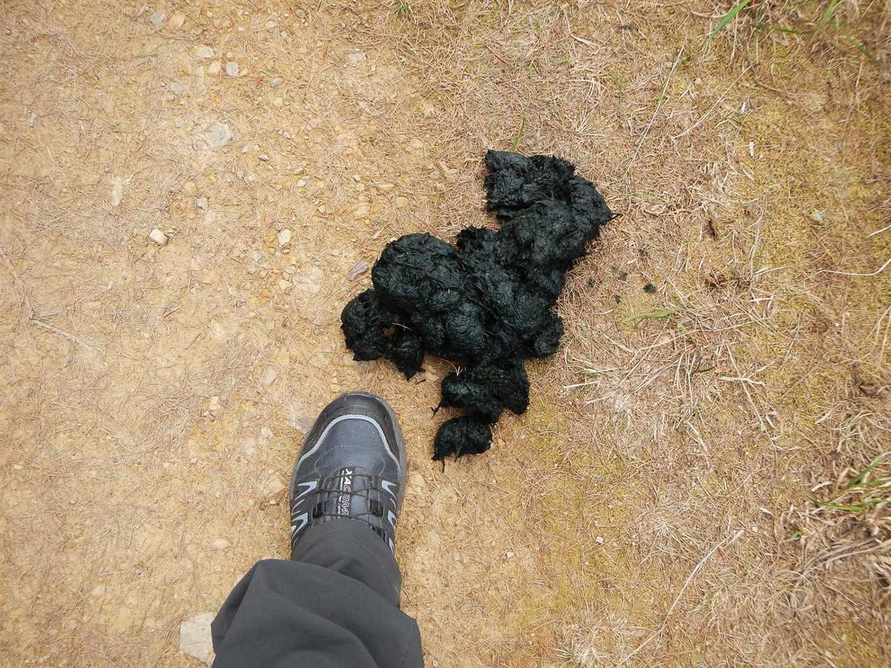 vegetation bear scat