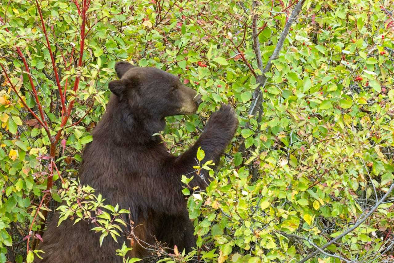 black bear eating from a tree