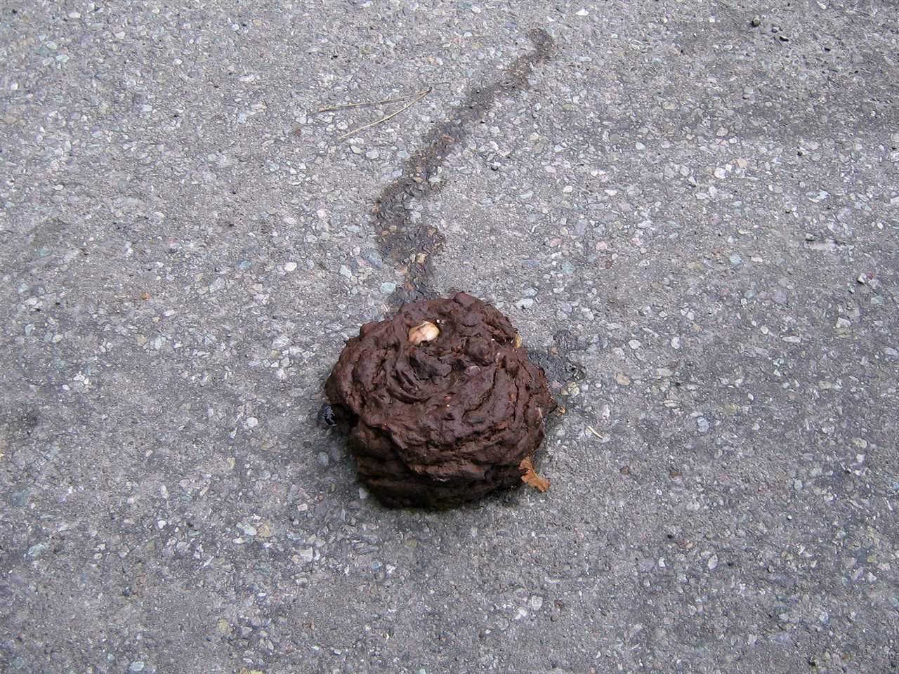 bear scat on street