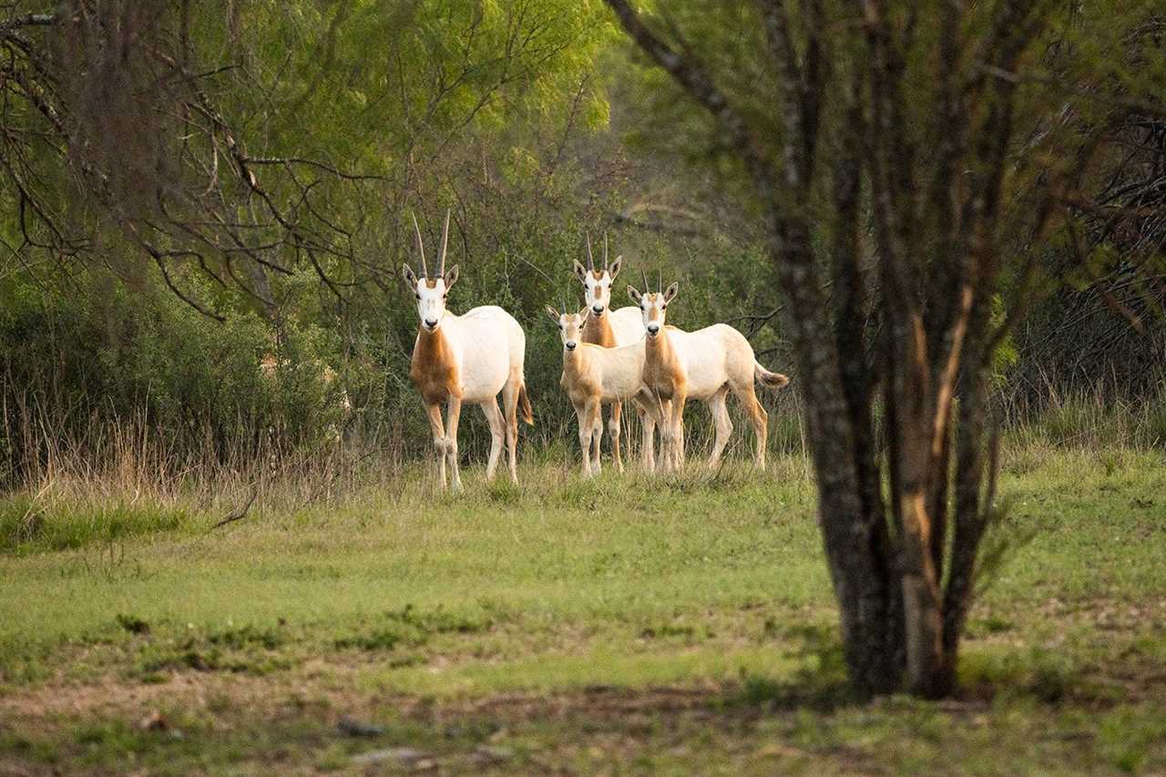 exotic hunting texas 3