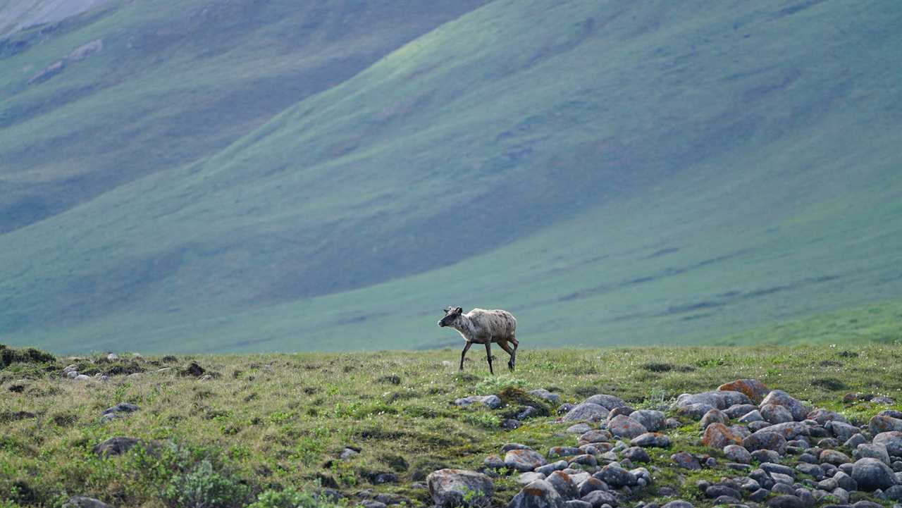 lone caribou ANWR