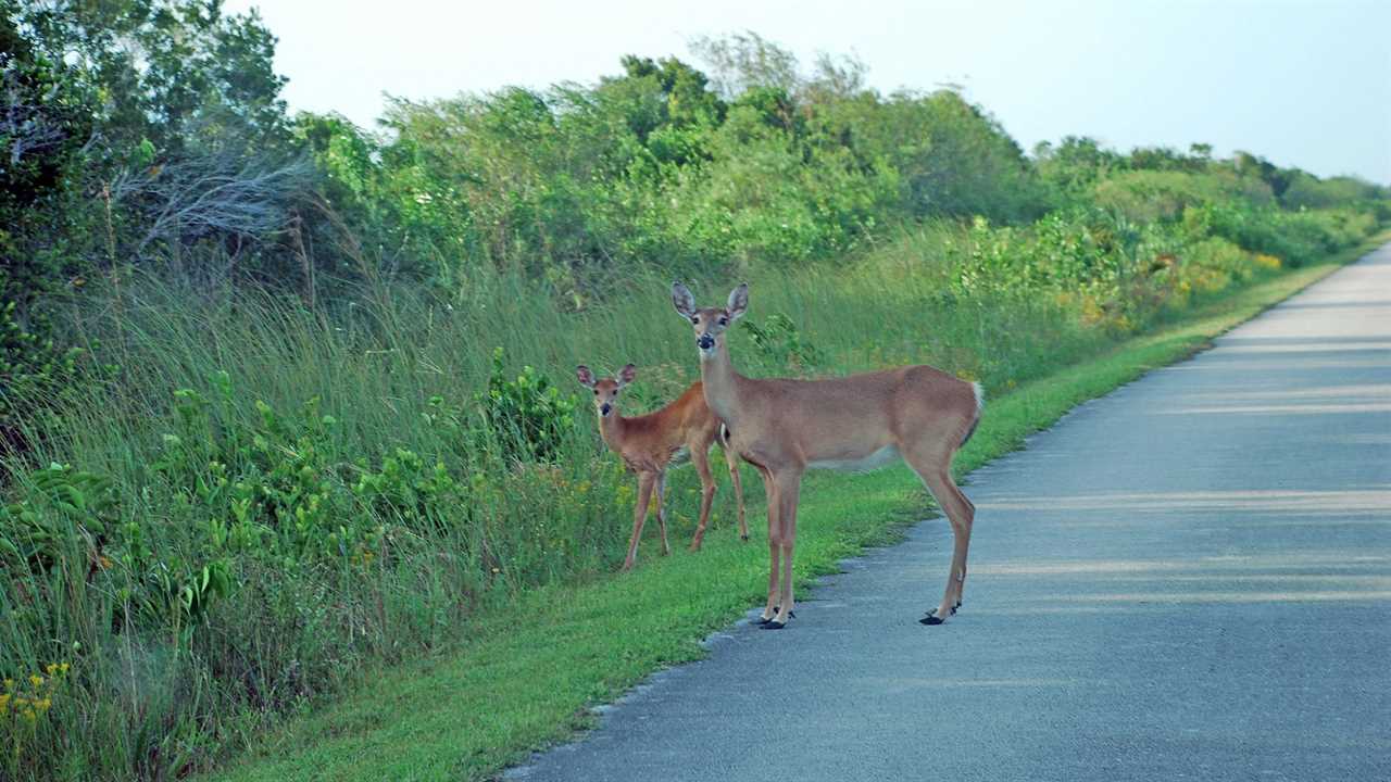 CWD in Florida