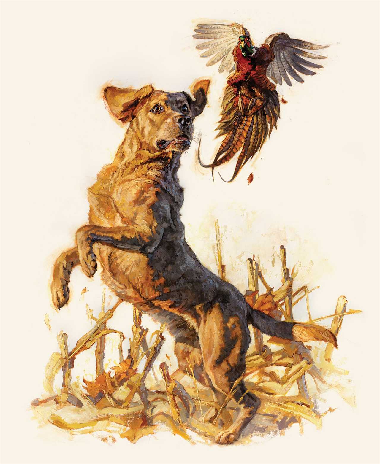 A yellow Lab leaps toward a flushing pheasant.