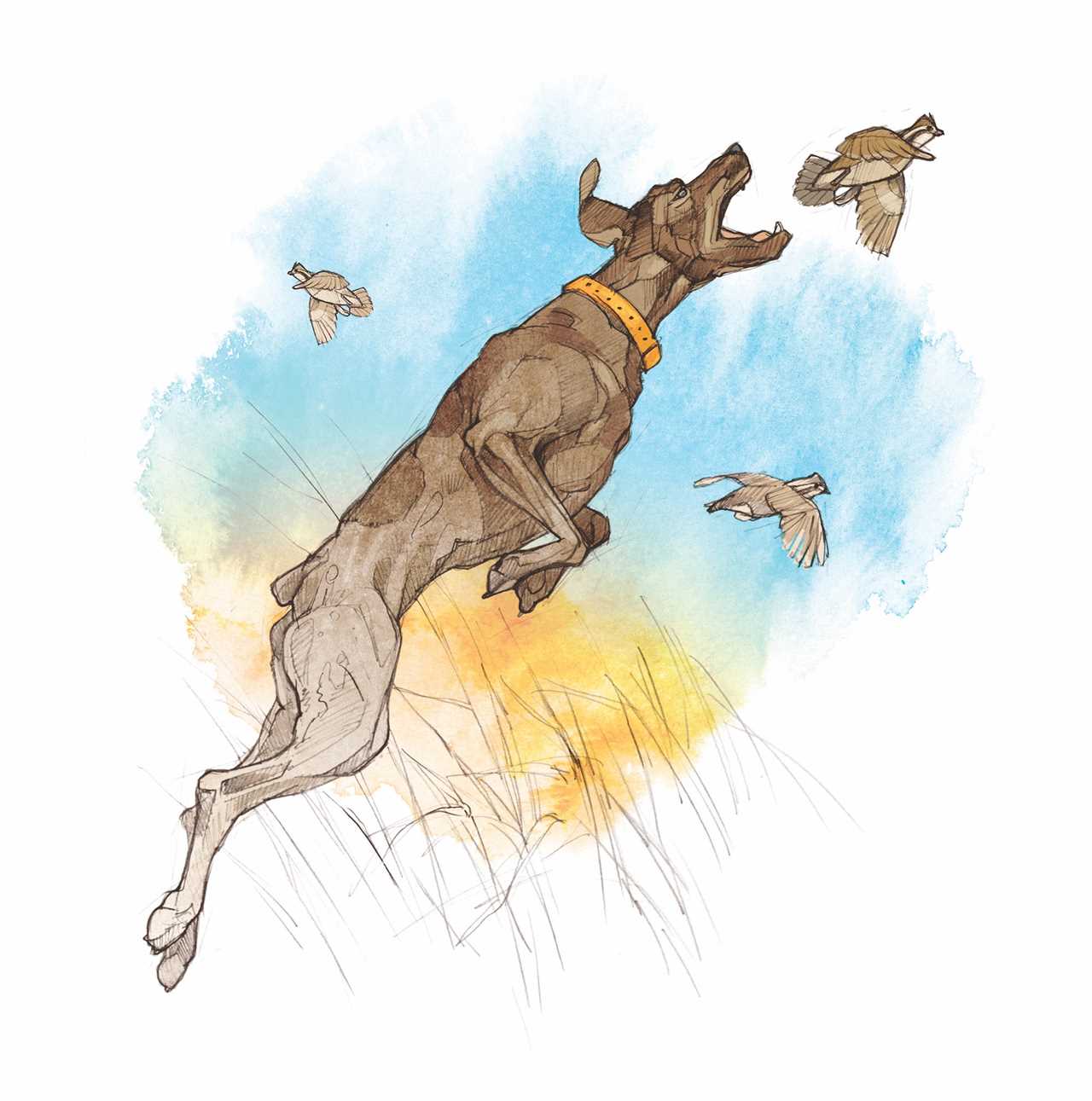 A GSP dog leaping after a covery of birds.