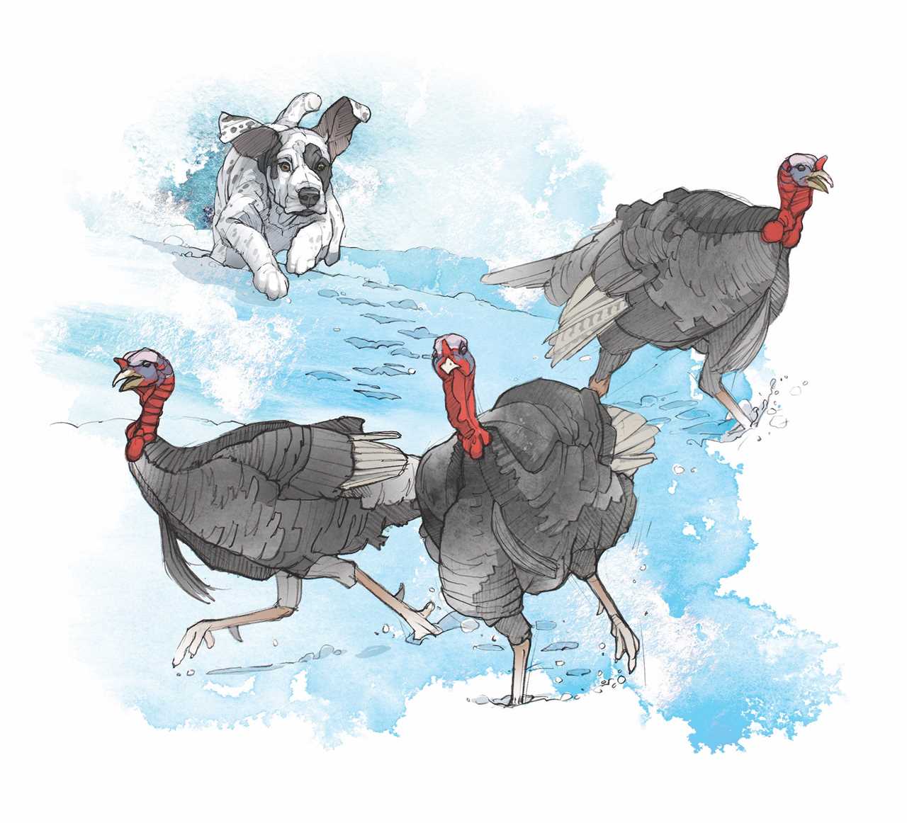 An illustration of a puppy running after tom turkeys.