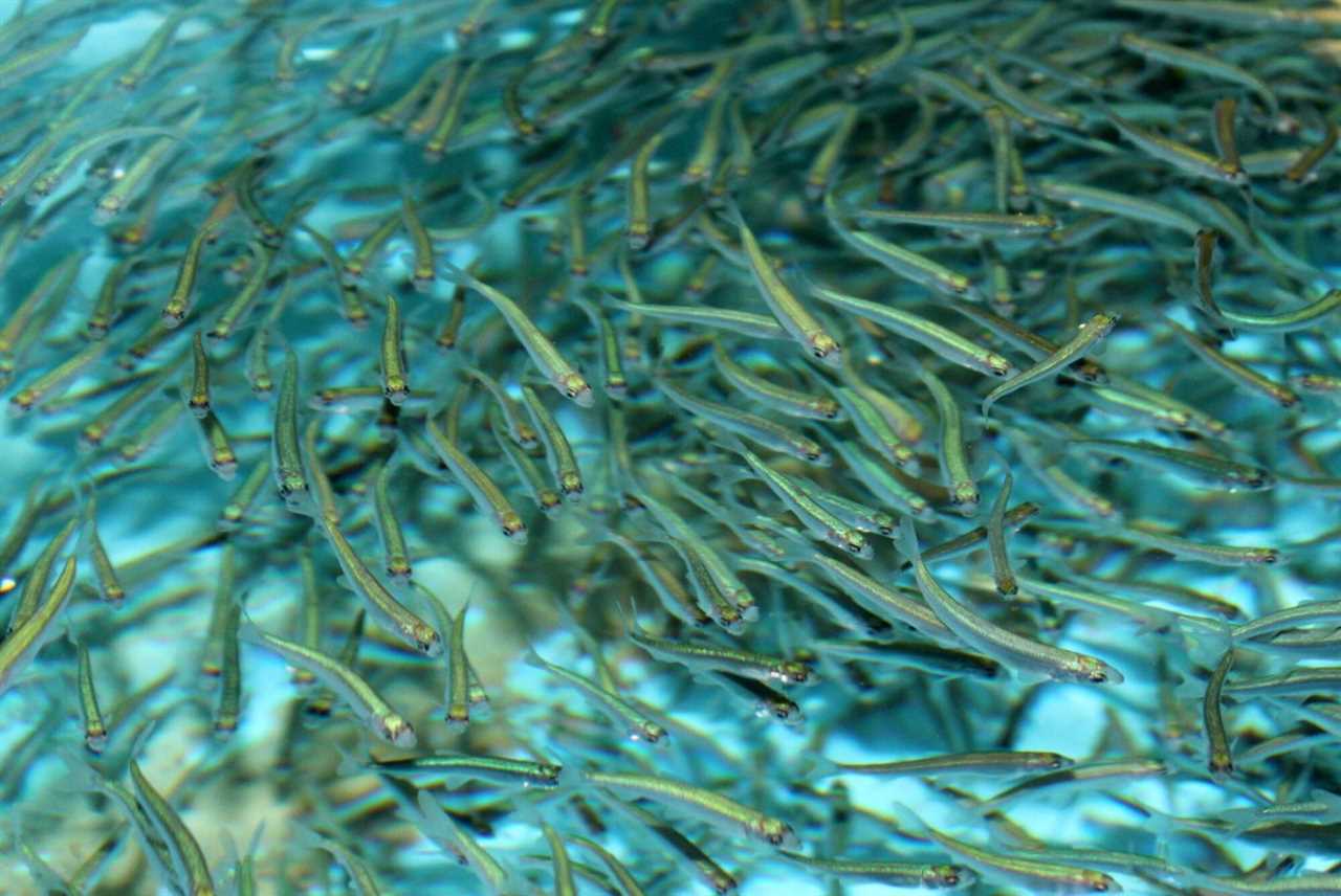 lake herring record population lake superior