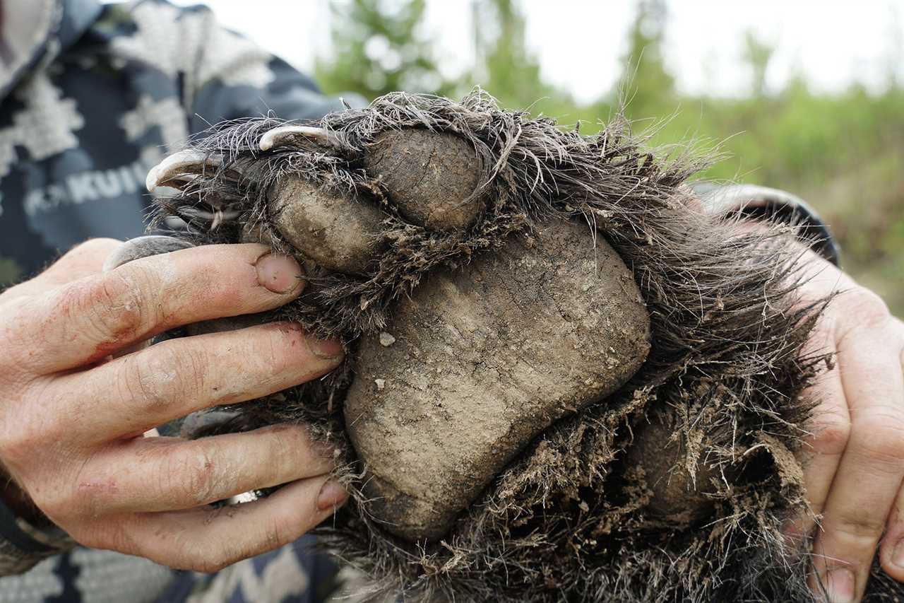 Black Bear Hunting photo