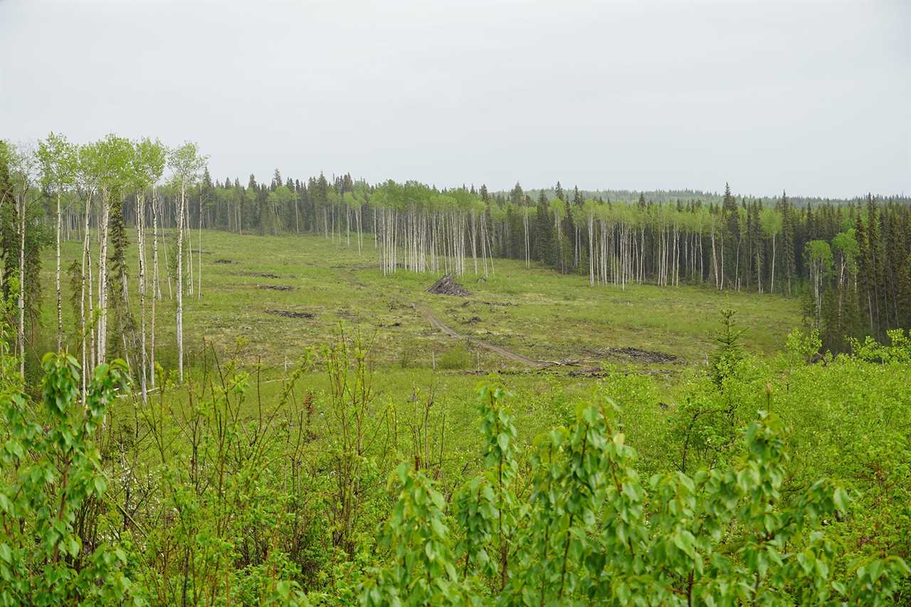 Black Bear Hunting photo