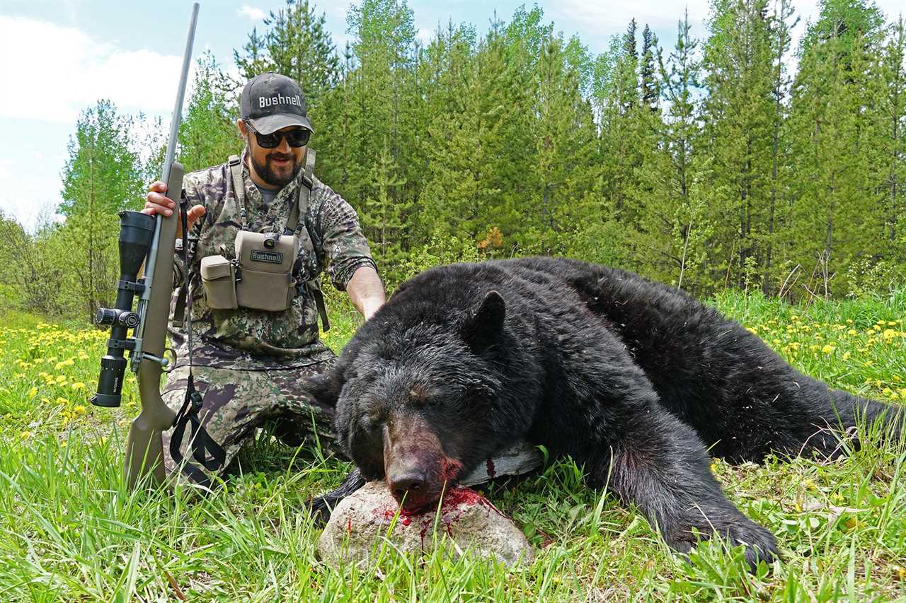 Black Bear Hunting photo