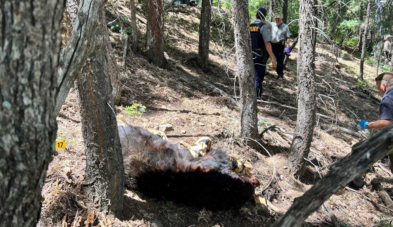 black_bear_kills_arizona_man