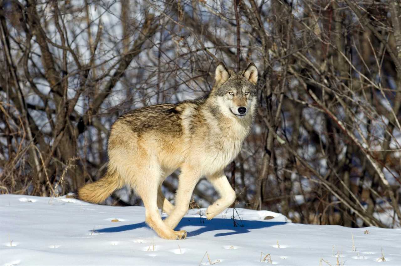 Gray wolves in the Great Lakes.