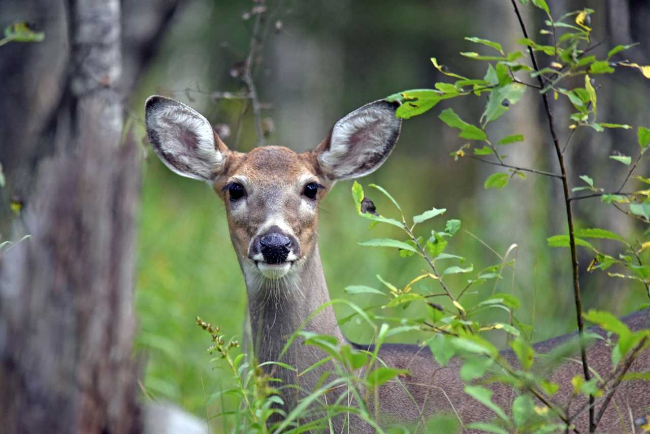 pennsylvania hunting license crash