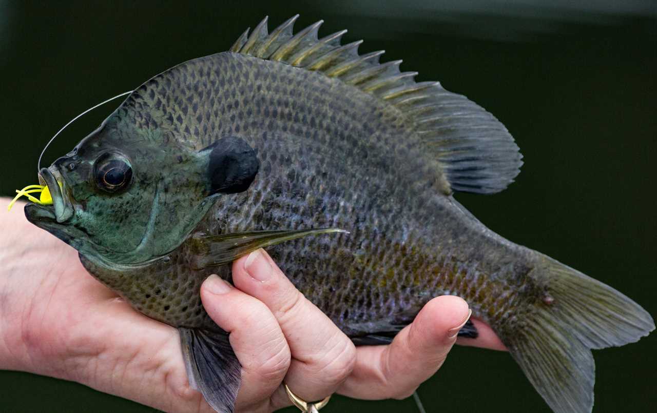 sunfish vs bluegill 2