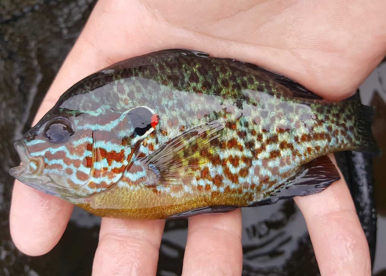 Bluegill Fishing photo