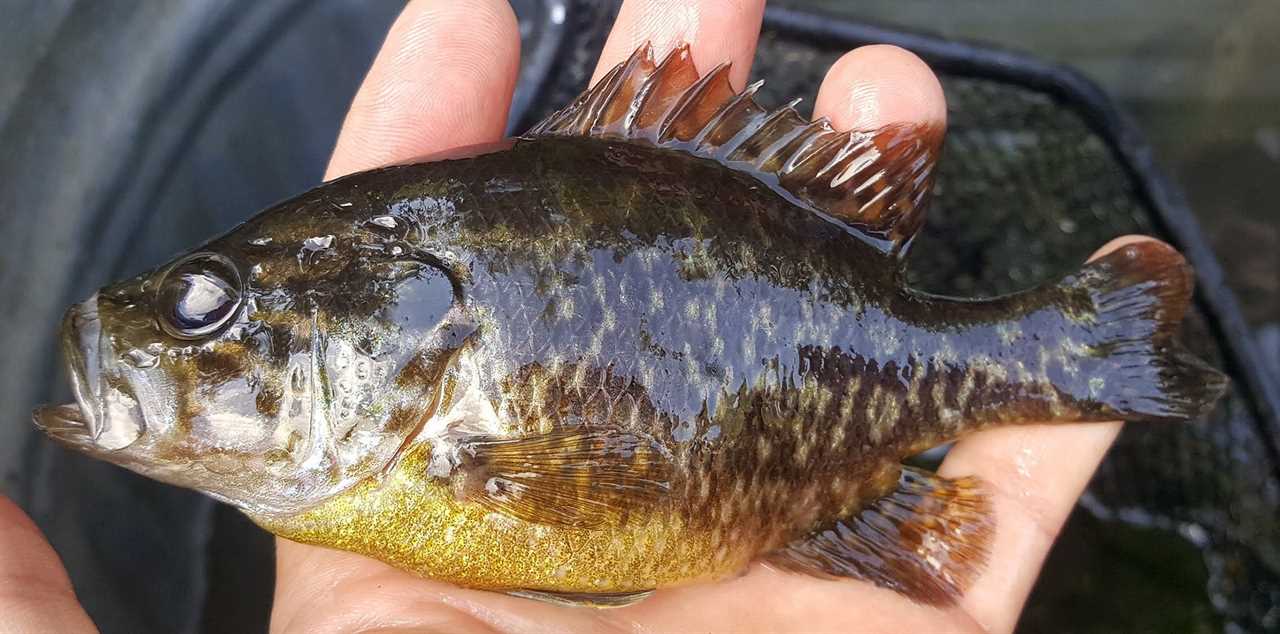 sunfish vs bluegill warmouth