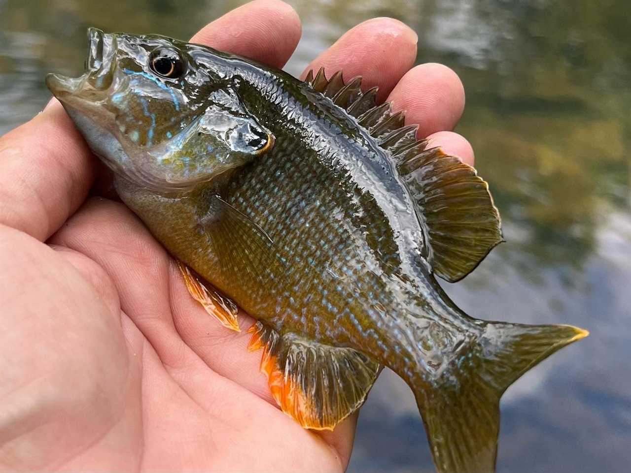 sunfish vs bluegill greenie