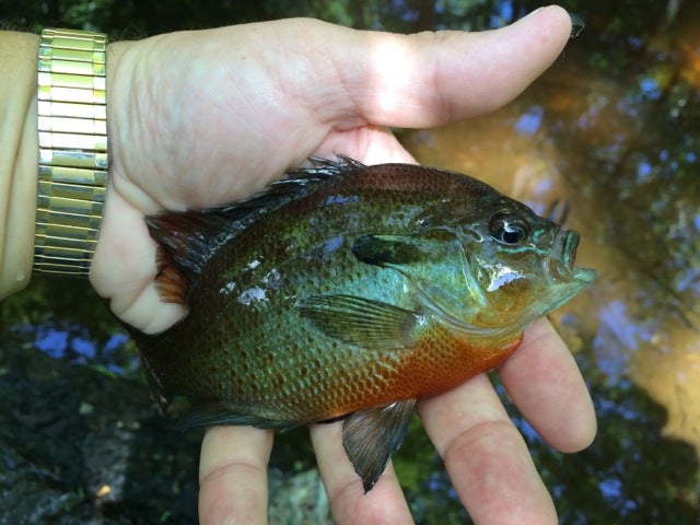 sunfish vs bluegill redbreast