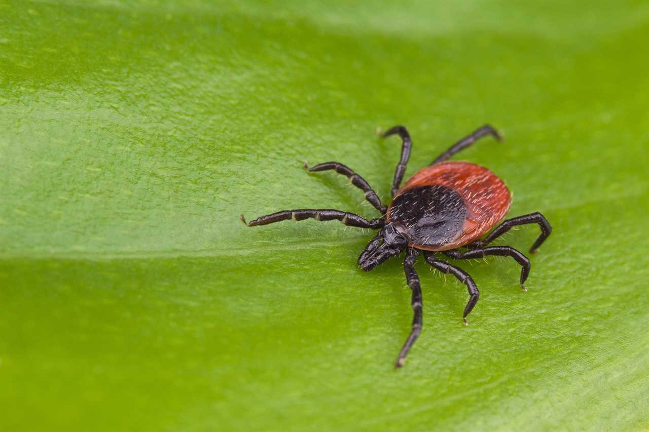 A close-up of a deer tick.