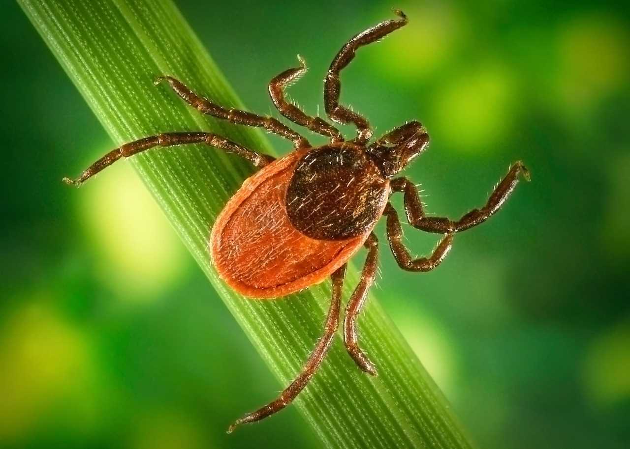 black-legged tick