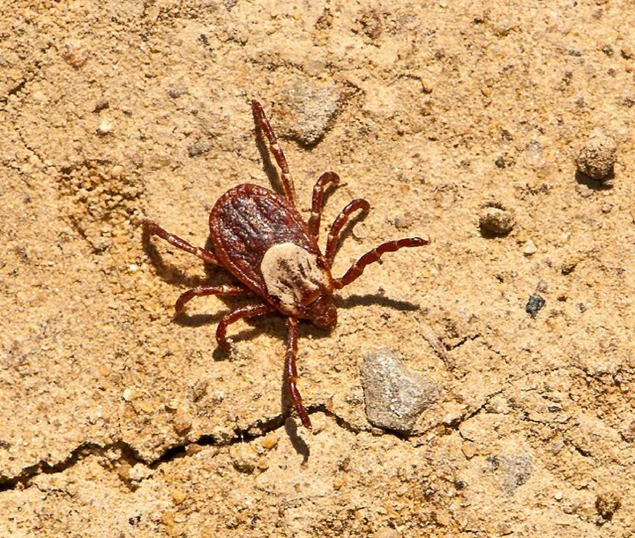 pacific coast tick