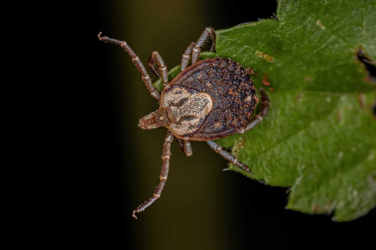 cayenne