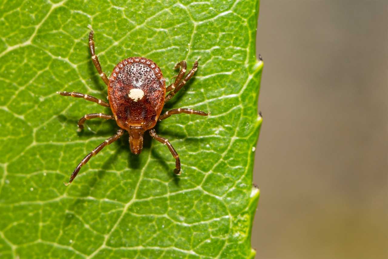 Lone Star tick