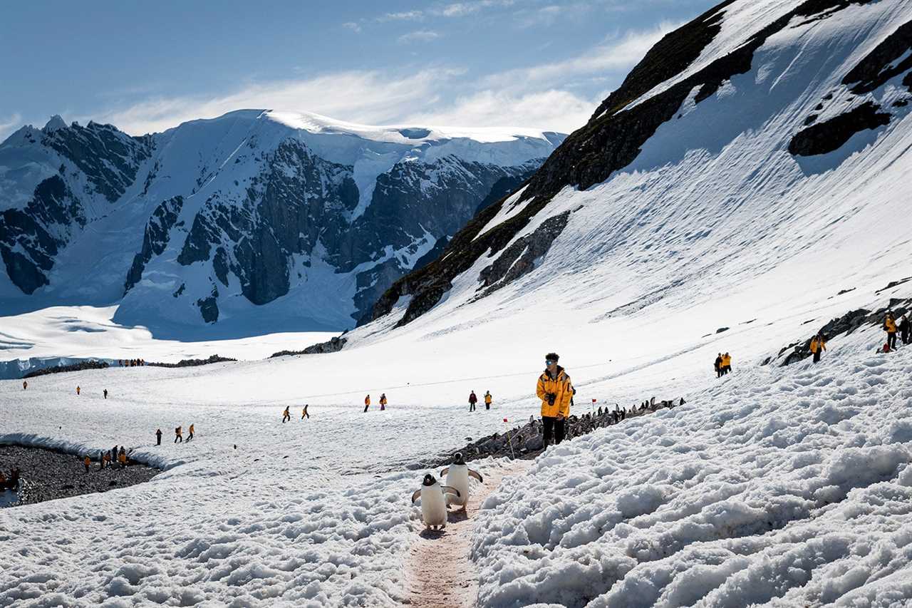 Tourists walk along penguin trails.