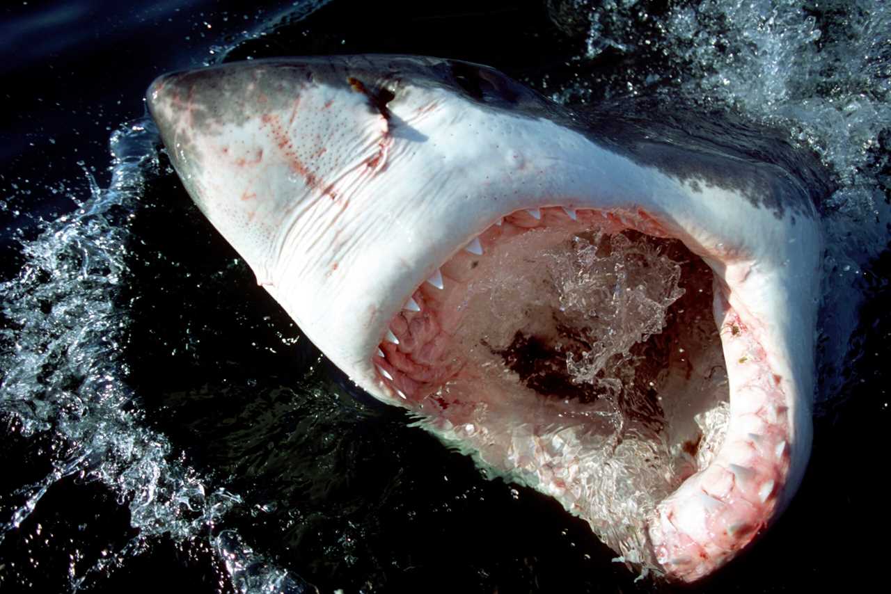 A great white shark mouth.