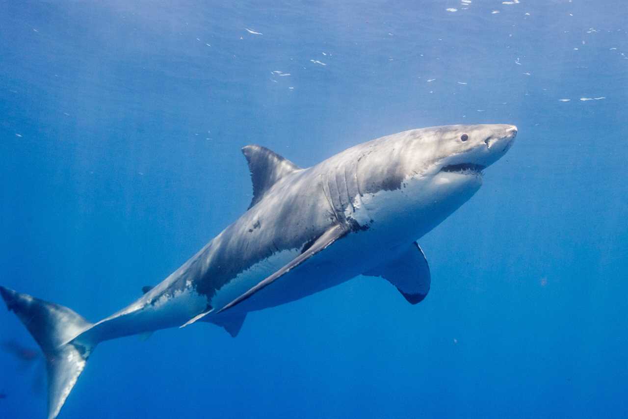 Great white sharks gather off the coast of Cape Cod in the summer