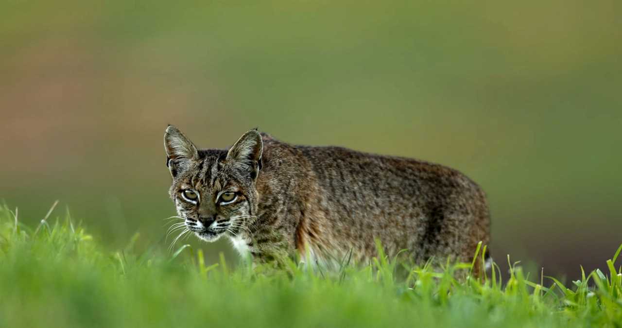 camp counselor kills rabid bobcat 2