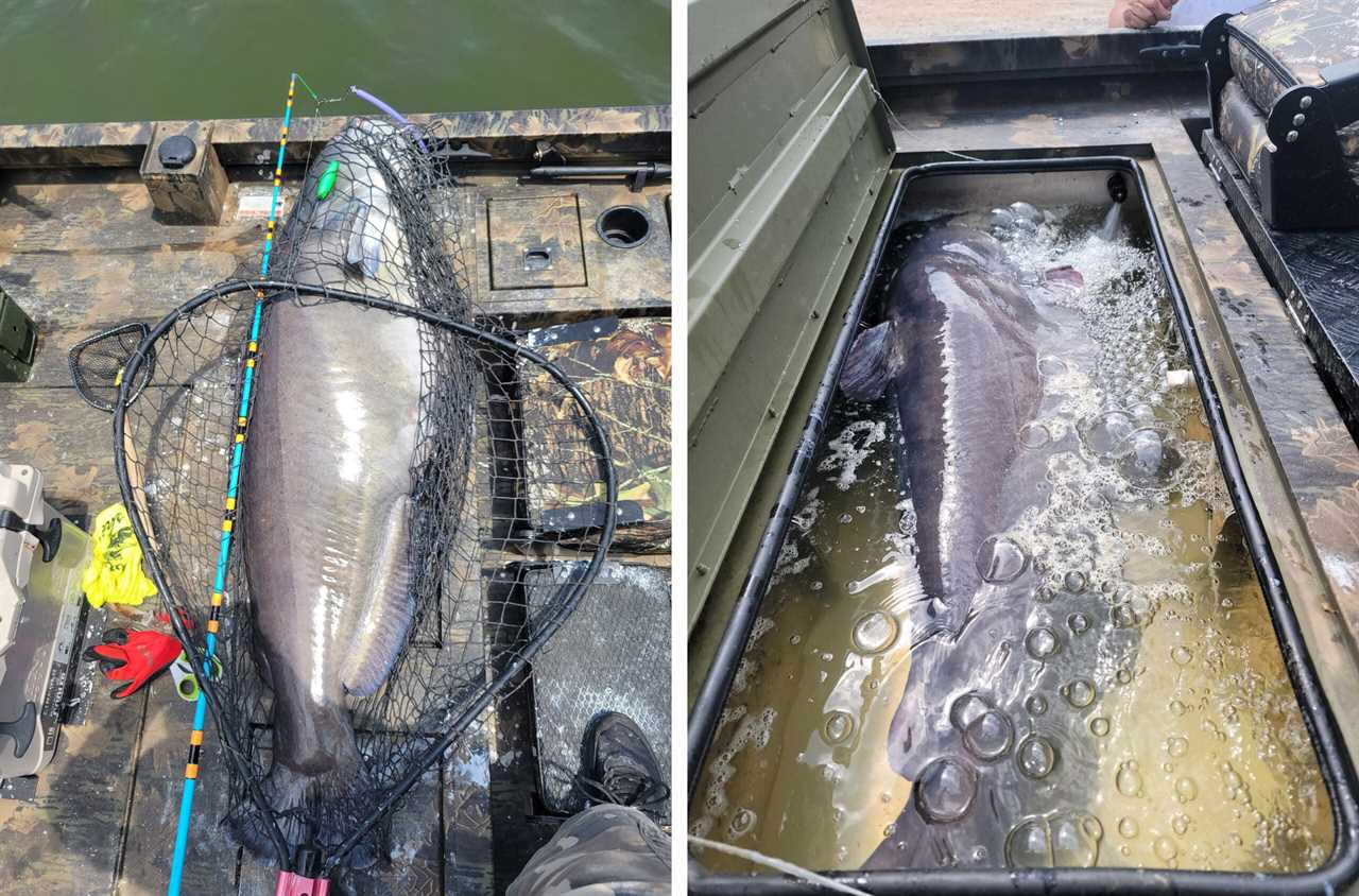 The giant catfish in the boat's livewell.