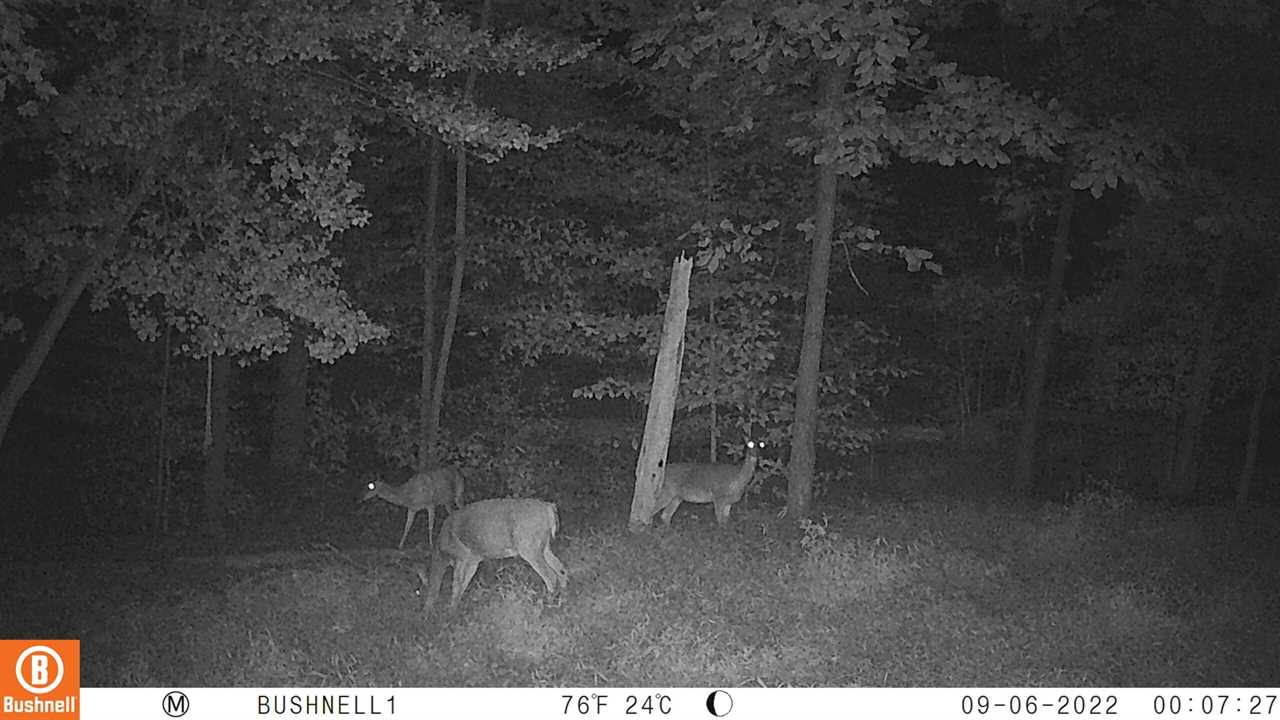 Bushnell nighttime photos