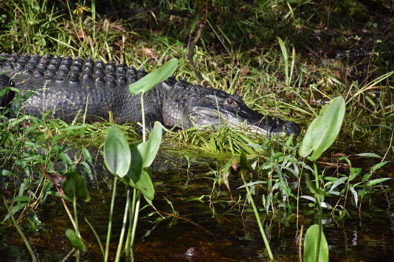 elderly man bitten by alligator morning walk