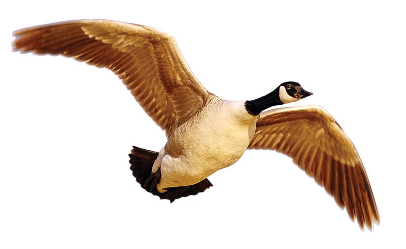 canada goose