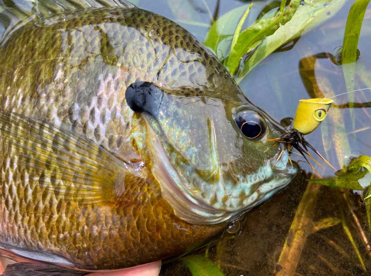 fly fishing for bluegills