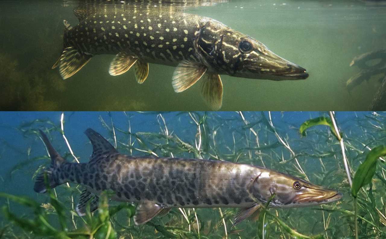 muskie vs pike