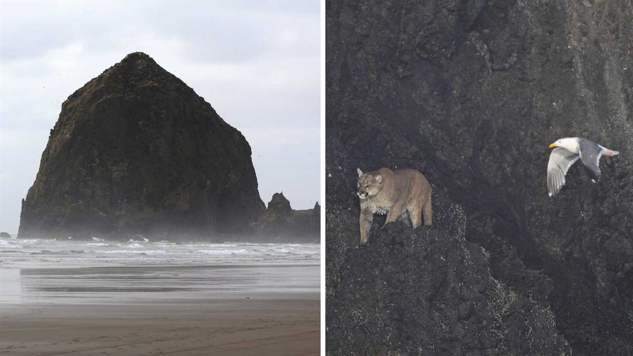 mountain lion on haystack rock oregon